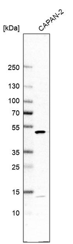 DDOST Antibody in Western Blot (WB)
