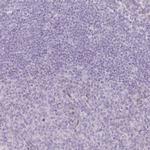 RASL10B Antibody in Immunohistochemistry (IHC)