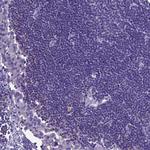 PLCXD3 Antibody in Immunohistochemistry (Paraffin) (IHC (P))