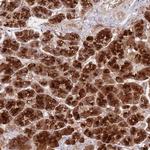 NT5DC4 Polyclonal Antibody