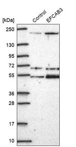EFCAB3 Antibody in Western Blot (WB)