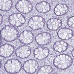 PGA3 Antibody in Immunohistochemistry (Paraffin) (IHC (P))