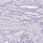 PGA3 Antibody in Immunohistochemistry (Paraffin) (IHC (P))