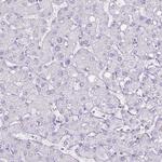PGA3 Antibody in Immunohistochemistry (Paraffin) (IHC (P))