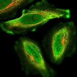 KIF26A Polyclonal Antibody