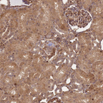 KIF26A Antibody in Immunohistochemistry (Paraffin) (IHC (P))