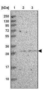 TCEANC2 Antibody in Western Blot (WB)