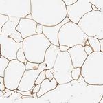 C19orf12 Antibody in Immunohistochemistry (Paraffin) (IHC (P))