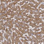C19orf12 Antibody in Immunohistochemistry (Paraffin) (IHC (P))