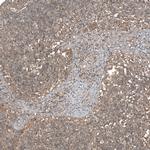 HAP40 Polyclonal Antibody