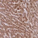 POLR2J Antibody in Immunohistochemistry (Paraffin) (IHC (P))
