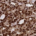 NDUFA3 Polyclonal Antibody