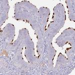 SLC44A4 Antibody in Immunohistochemistry (Paraffin) (IHC (P))