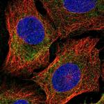 BRUNOL6 Polyclonal Antibody