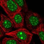 REXO4 Polyclonal Antibody