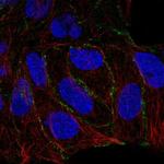 PARD6G Polyclonal Antibody