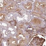 PARD6G Antibody in Immunohistochemistry (Paraffin) (IHC (P))