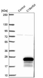 C19orf24 Antibody in Western Blot (WB)
