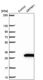 ARFRP1 Antibody in Western Blot (WB)