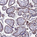 TENM3 Antibody in Immunohistochemistry (Paraffin) (IHC (P))