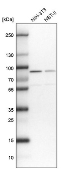 DHX15 Antibody in Western Blot (WB)