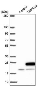 MRPL20 Antibody in Western Blot (WB)