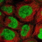 PRP6 Polyclonal Antibody