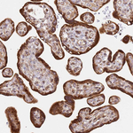 SMOX Antibody in Immunohistochemistry (Paraffin) (IHC (P))