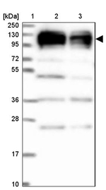 XRN2 Antibody in Western Blot (WB)