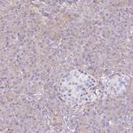 NAALADL1 Antibody in Immunohistochemistry (IHC)