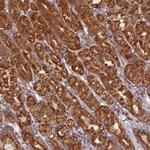 OR5A2 Antibody in Immunohistochemistry (Paraffin) (IHC (P))