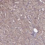 NDUFAF6 Antibody in Immunohistochemistry (Paraffin) (IHC (P))
