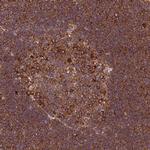 RPL36 Polyclonal Antibody