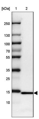 RPL36 Antibody in Western Blot (WB)