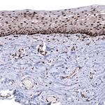 PTMA Antibody in Immunohistochemistry (Paraffin) (IHC (P))