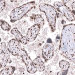 PTMA Antibody in Immunohistochemistry (Paraffin) (IHC (P))