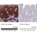 CLCA2 Antibody