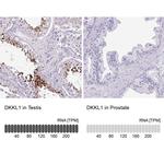 DKKL1 Antibody