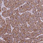 TMEM106C Antibody in Immunohistochemistry (IHC)