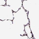 NAPSA Polyclonal Antibody