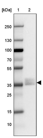 NAPSA Antibody in Western Blot (WB)