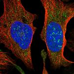 SUCO Polyclonal Antibody