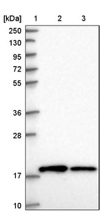 RPS10 Antibody in Western Blot (WB)