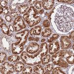 DCAF4 Antibody in Immunohistochemistry (Paraffin) (IHC (P))
