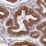 DCAF4 Antibody in Immunohistochemistry (Paraffin) (IHC (P))