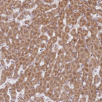 DCAF4 Antibody in Immunohistochemistry (Paraffin) (IHC (P))