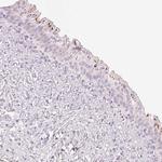 PDXDC1 Antibody in Immunohistochemistry (Paraffin) (IHC (P))