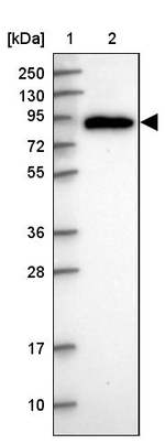PDXDC1 Antibody in Western Blot (WB)
