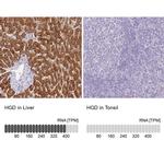 HGD Antibody in Immunohistochemistry (IHC)