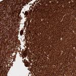 MTG2 Polyclonal Antibody